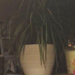 Meet your Posher, Anne